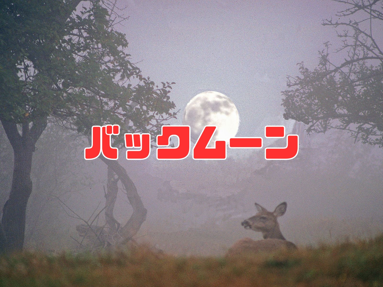 バックムーン